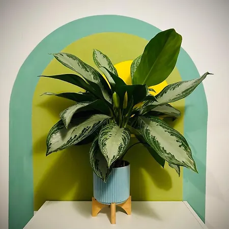 Apartamento Wow House In